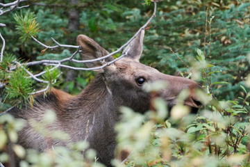 Moose in trees