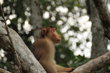 Pig tailed macaque ,Kinabatangan River, Borneo