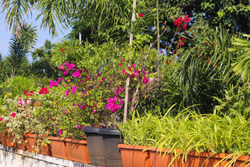 Newly Growing Potted Cultivated Popular Famous Fresh New Plants With Green Leaves In Nursery In Spring Season For Modern Home Gardening