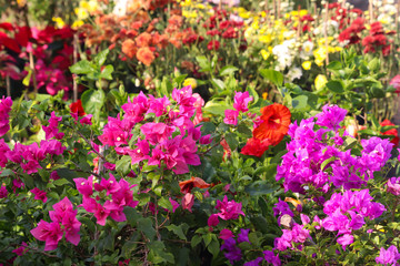 Newly Grown Pink Colored Floral Spiky Leaves In Fresh Plants In Spring Season For Lawn Decoration Or Modern Home Gardening