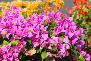 Colorful Floral Pink Show Leaves Of Fresh Green Plants In Spring Season For Outdoor Terrace Garden Or Modern Home Gardening For Wallpaper Or Background