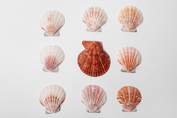  Sea shells on a white background