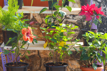 Modern Home Or Outdoor Terrace Gardening Of Fresh Newly Grown Plants With Flowers In Nursery Or Green House In Spring Season