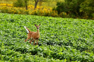 Young white - tailed deer on field. Natural scene from Wisconsin.