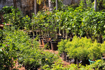 Modern Home Or Outdoor Terrace Gardening Of Fresh Newly Grown Plants With Green Leaves In Nursery Or Green House In Spring Season