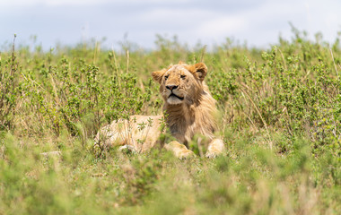 Naklejka premium Male Lion in Kenya