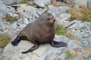 Küstenabschnitt Ohau Neuseeland Seelöwen