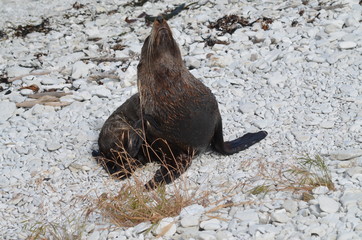 Küstenabschnitt Ohau Neuseeland Seelöwen