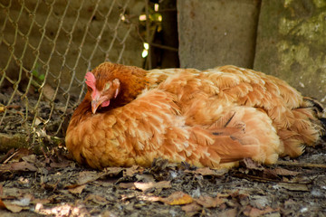Chicken in the farm garden domestic animals