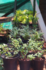 Potted Cultivated Newly Growing Popular Famous Fresh New Plants With Green Leaves In Nursery In Spring Season For Home Gardening