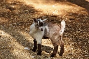 The American Pygmy is an American breed of achondroplastic goat. It is small, compact and stockily built. Like the Nigerian Dwarf, it derives from the West African Dwarf group of breeds of West Africa