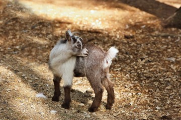 The American Pygmy is an American breed of achondroplastic goat. It is small, compact and stockily built. Like the Nigerian Dwarf, it derives from the West African Dwarf group of breeds of West Africa