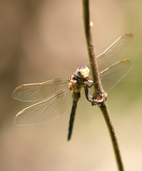 libélula na natureza