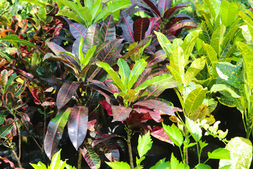 Purple And Green Color Show Leaves In Backyard Or Lawn In Spring Season For Terrace Home Gardening