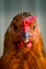 Chicken in the farm garden domestic animals