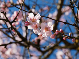 (Prunus dulcis) Mandelbaum. Nahaufnahme auf einer hübschen Mandelblüte