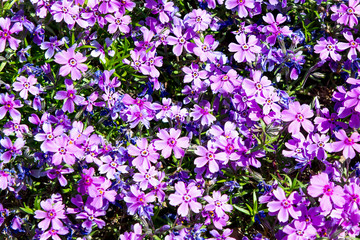 Phlox subulata, dwarf phlox, moss phlox, moss pink, mountain phlox