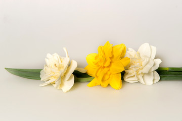 White and yellow daffodils on a white background