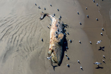 Dead grey whale on the beach
