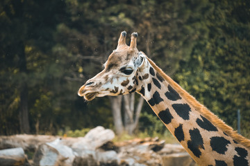 Obraz premium Friendly giraffe