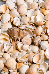 Scattered seashells and colored glass beads. Pearl Pearls in shells, memories of the holiday by the sea