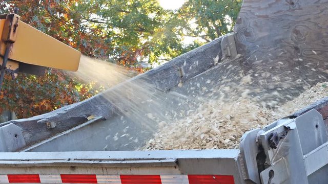 Wood chipper machine blowing tree branches cut into a truck chipper machine to remove