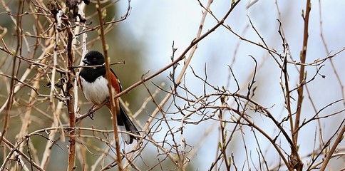 Bird. The spotted towhee perched on a branch tree