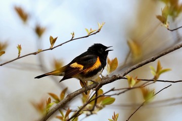 This beautiful warbler flits about very actively in the trees, usually holding its wings and tail partly spread, as if to show off.