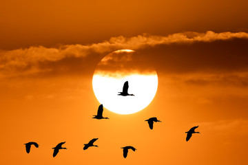 Birds flying on sihouette  to nest sky on sunset background, beautiful birds flock on golden sunshine cloud on summer holiday, wildlife photo for creative design for graphic, miration animals wild