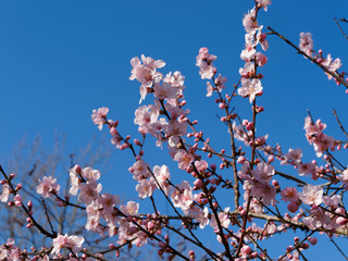 Mandelbaum (Prunus dulcis). Zauber der Rosa Mandelblüten blühen
