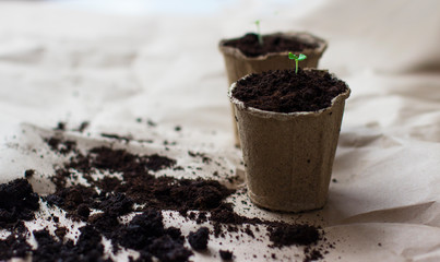 Seedlings in peat pot. Spring planting. Young plant in  pot.