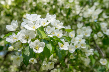 Blooming apple tree in spring