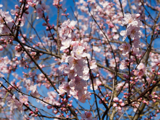 Mandelbaum (Prunus dulcis). Zauber der Rosa Mandelblüten blühen