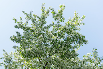 Fototapeta premium blooming apple tree in spring against the blue sky
