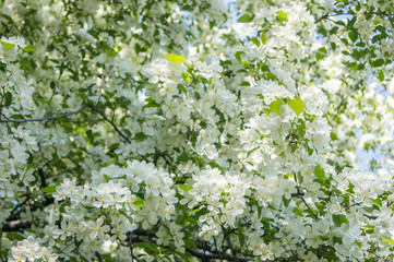Blooming apple tree in spring