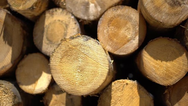 Dolly shot of wood logs ready for logging. Pile of pine trees log trunks. Wood logging. Cine lens.
