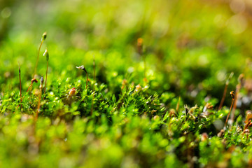 a withered carnivorous  plant once lived here in green macro