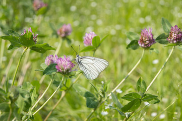 Butterfly Aporia crataegi sits on a clover flower on a green background