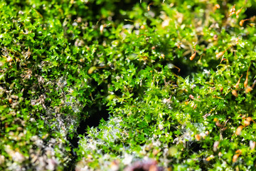 a withered carnivorous  plant once lived here in green macro