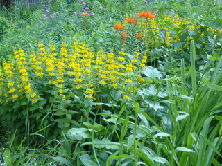 Spring landscape. Flowering plants outdoors.
