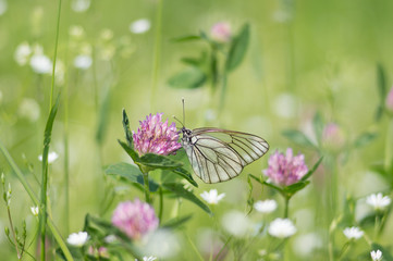 Butterfly Aporia crataegi sits on a clover flower on a green background