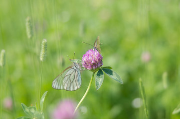 Communication of a pair of butterflies Aporia crataegi sitting on a clover flower on a green background