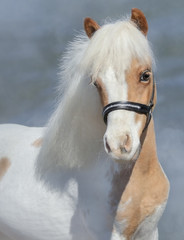 Portrait closeup of paint American Miniature Horse.