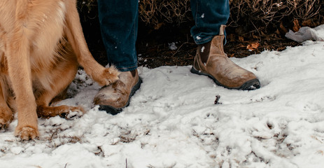 Golden Retriever paw on man’s boot