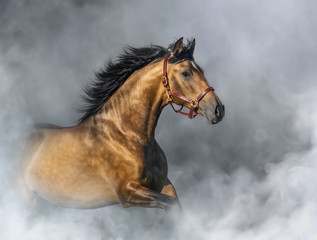 Purebred Spanish Horse in halter in light smoke.