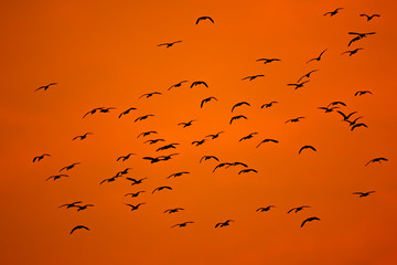 Birds flock flying on sunset silhouette background