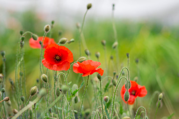 flowering red poppies in a field