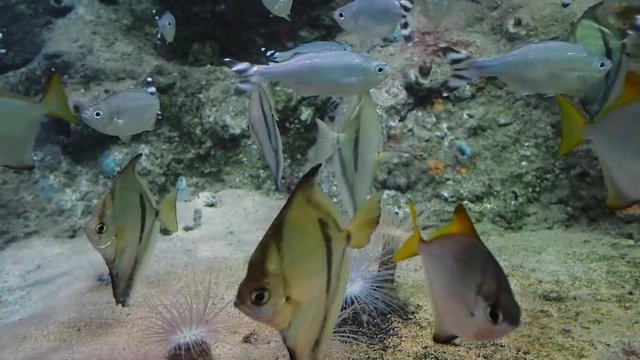 striped Swallow, Monodactylus sebae, Pettus sebae floating in a large transparent aquarium close-up
