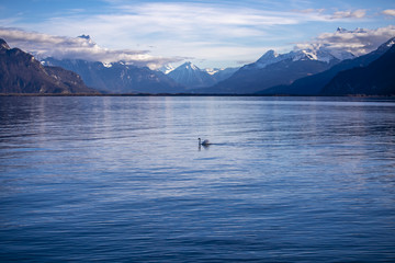 swan on the leman lake
