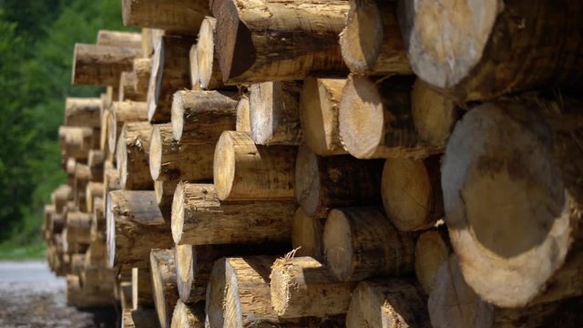 Wood logs ready for logging. Tilt up of pile of pine trees log trunks. Wood logging. Cine lens.